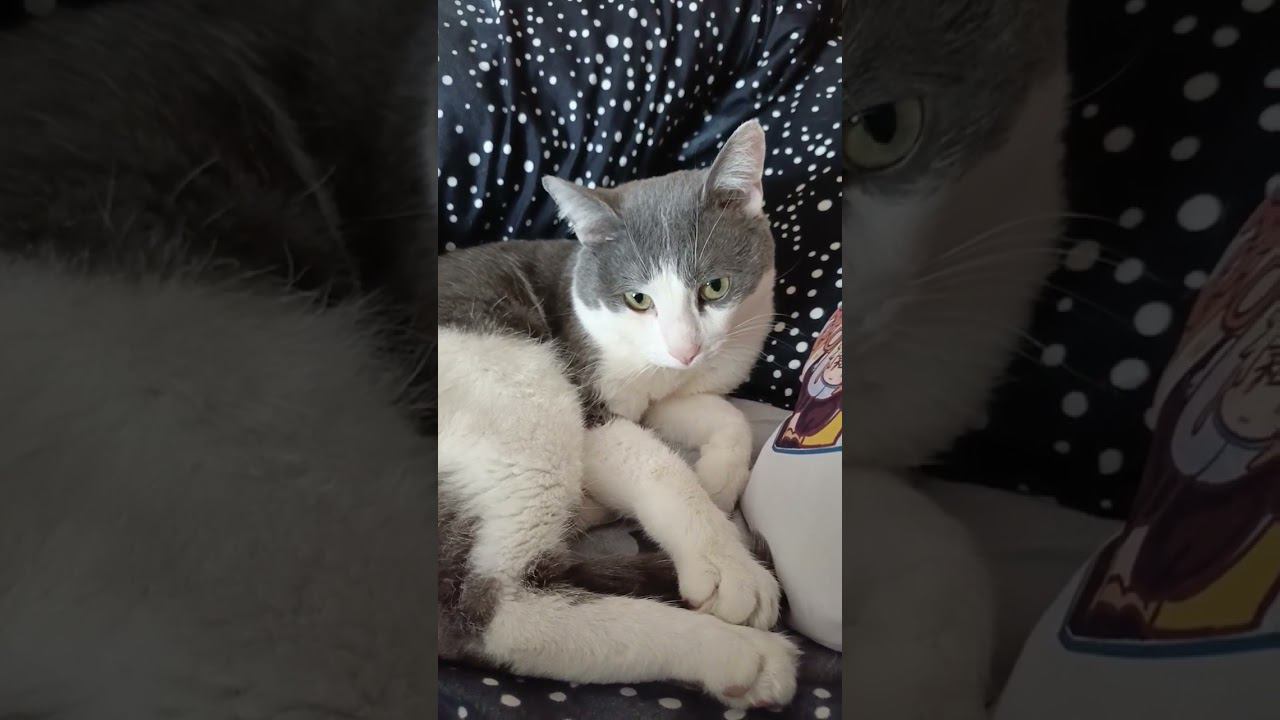 Что не выспалась? #кот #лайк #котики #питомец #мурзик #котик #приколы #юмор смотреть онлайн