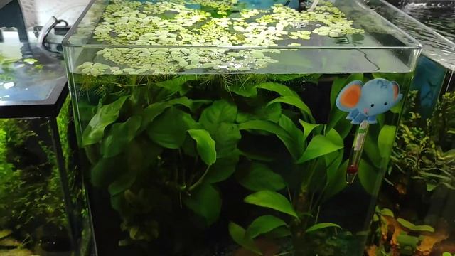 Купил светильник для аквариума ASTRO AS-PL 7 W смотреть онлайн