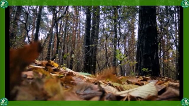 ПРИРОДА РАСКЛАДЫВАЕТ СВОЙ ОСЕННИЙ ПАСЬЯНС.ГАДАЕТ НА БУДУЩЕЕ.ДАВАЙТЕ ПОГЛЯДИМ КАК...?♂️ смотреть онлайн