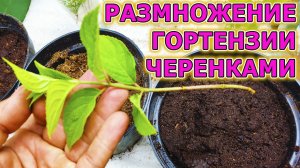 Как размножать гортензию метельчатую черенками летом. Размножение гортензии метельчатой черенками.