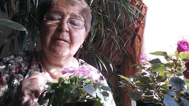 Выращивание бальзаминов смотреть онлайн