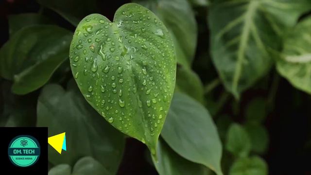 What is biology?/Different types of living organisms./Vital processes of living organisms. смотреть онлайн