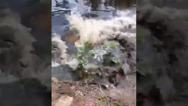 Собака становится жертвой аллигатора. смотреть онлайн