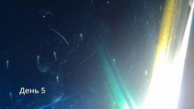 Данио. от икринки до малька | Инкубация икры | Danio (ZebraFish) Caviar incubation смотреть онлайн
