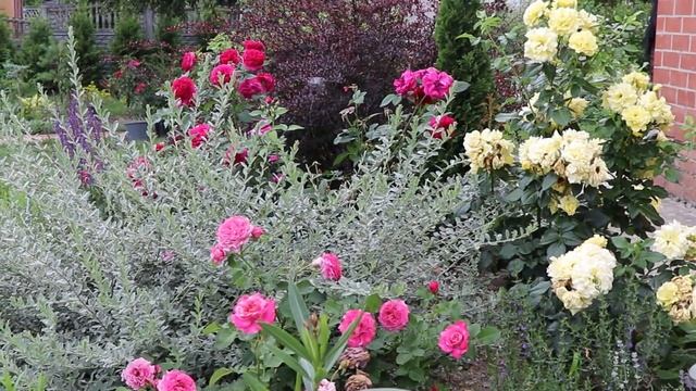 Цветник+миксбордер. Временные соседи роз после пероноспороза. смотреть онлайн