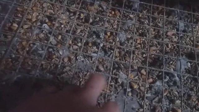 Голуби павлины и немецкие выставочные смотреть онлайн