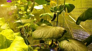 Микроклимат в гроубоксе