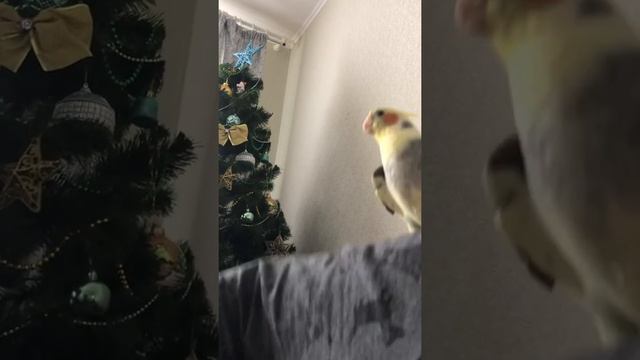 Петушок. Корелла разговаривает смотреть онлайн