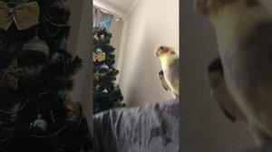 Петушок. Корелла разговаривает