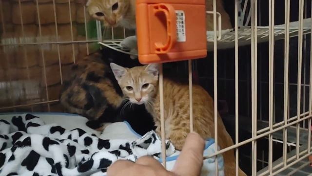ポンハウスから明日9匹の猫ちゃんが避妊去勢手術に！ смотреть онлайн