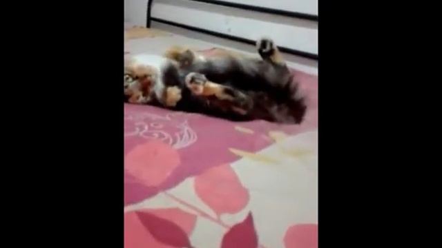 kucing sayang sayang sayang Si Meong Kucing Lucu - Funny Cats and Kittens Meowing смотреть онлайн