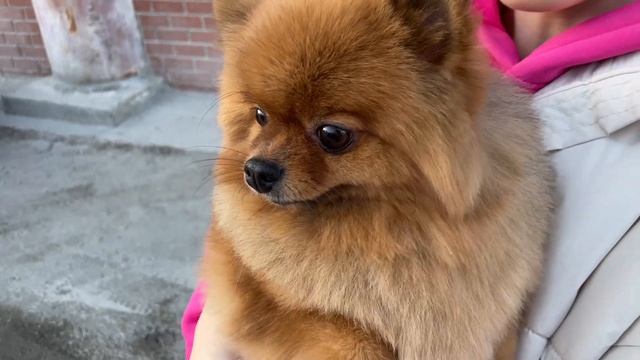 Померанский шпиц ДО и ПОСЛЕ стрижки у грумера. Pomeranian after groomer's haircut смотреть онлайн
