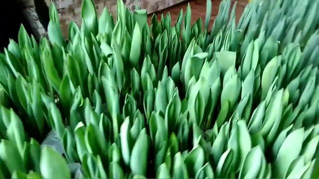 ⚫Выгонка тюльпанов к 8 марта в домашних условиях / Обзор на 10 февраля смотреть онлайн