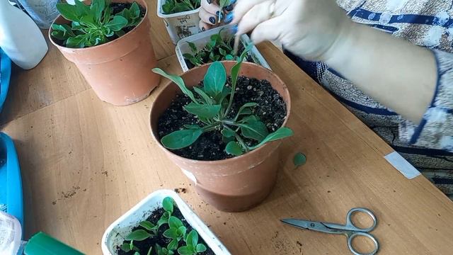 Черенкование петунии. Размножаем и экономим! смотреть онлайн