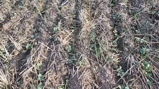 Выращивание рапса. No-till 4.08.2018 серия вторая - промежуточная)) смотреть онлайн