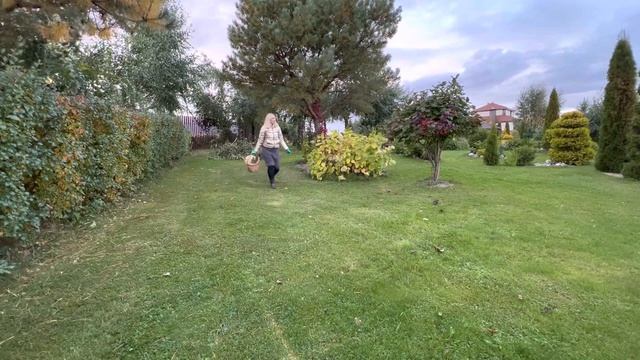 Маслята на даче. ГРИБЫ на участке. Ура и в лес ходить не надо. смотреть онлайн