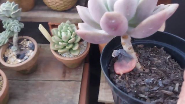 14 SUCULENTAS do Gênero GRAPTOVERIA: FACIL X DIFICIL CULTIVO. смотреть онлайн