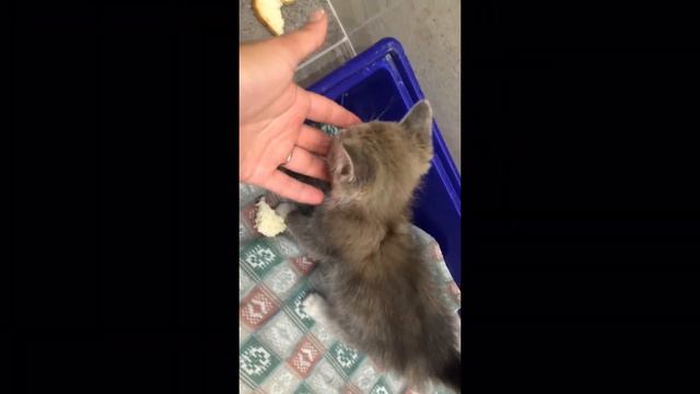 НАШ котенок смотреть онлайн