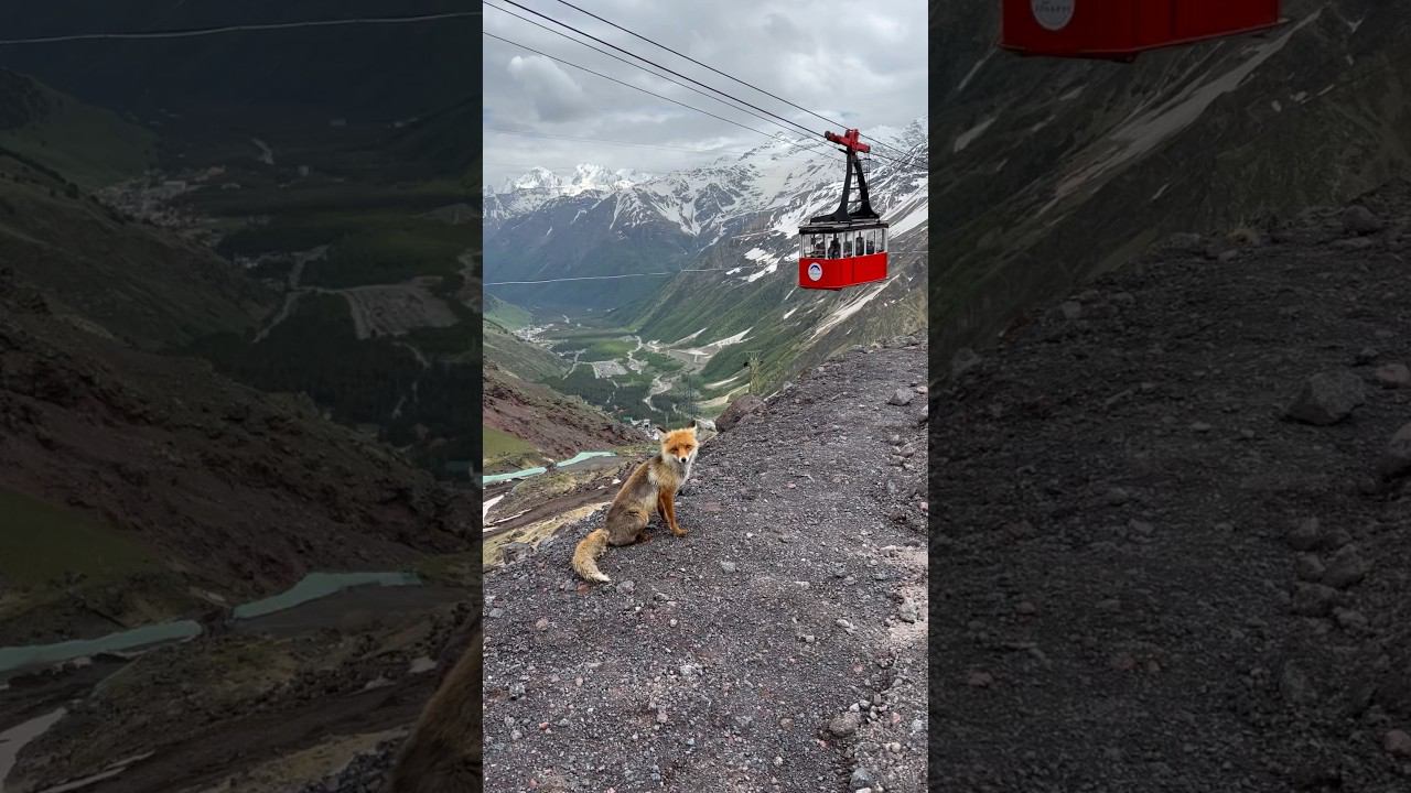 Восхождение ЛИСЫ на вершину Эльбруса ️ смотреть онлайн