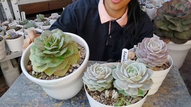 Echeveria lola pink, Echeveria Lolita y Echeveria lola + cuidados 🌱 | Jardines by Angie смотреть онлайн