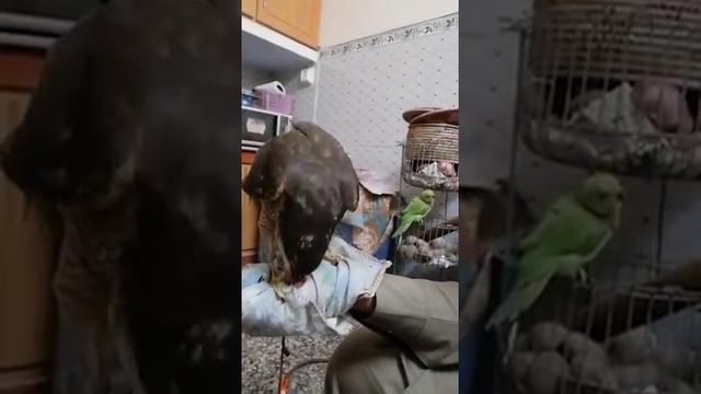 Sparrow Hawk Diet Time смотреть онлайн