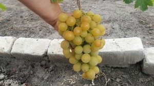 Виноград Виктора Елисеева 2020 часть 2