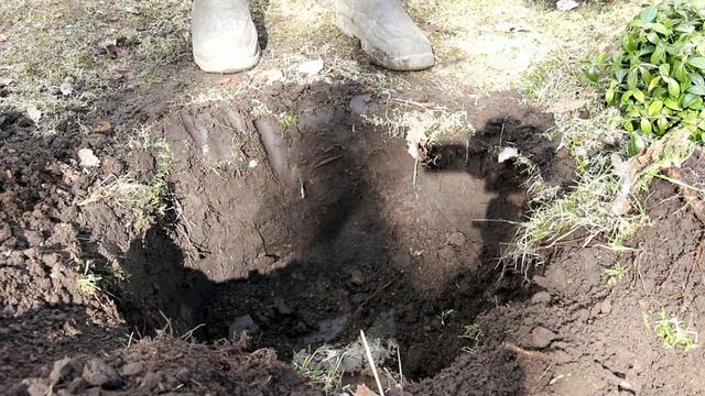 САЖАЕМ РОЗЫ ВМЕСТЕ С ЮРИЕМ БУШУЕВЫМ Правила весенней посадки | Природа будущего смотреть онлайн