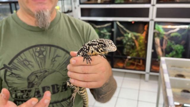 Ils sont trop cool nos téjus d'Argentine (Salvator merianae) nés en captivité en Europe ! ??? смотреть онлайн