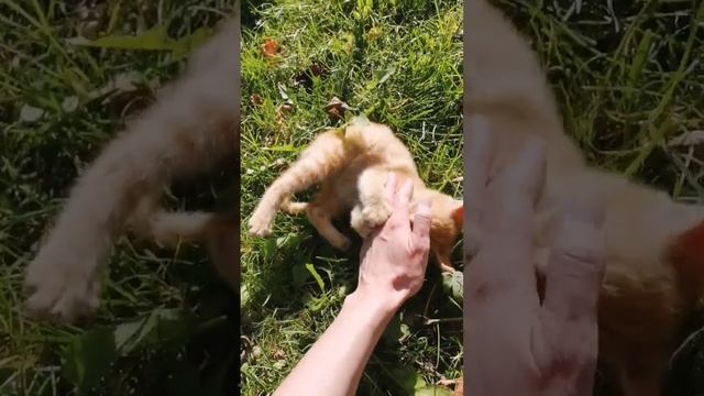 КОТЁНОК КУСАЕТ РУКУ?МИЛЫЙ И ХИЩНЫЙ?? смотреть онлайн