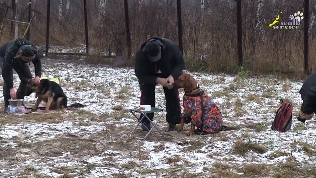 Обучение собак держать палочку, дрессировка в группе, 19.11.2017 смотреть онлайн