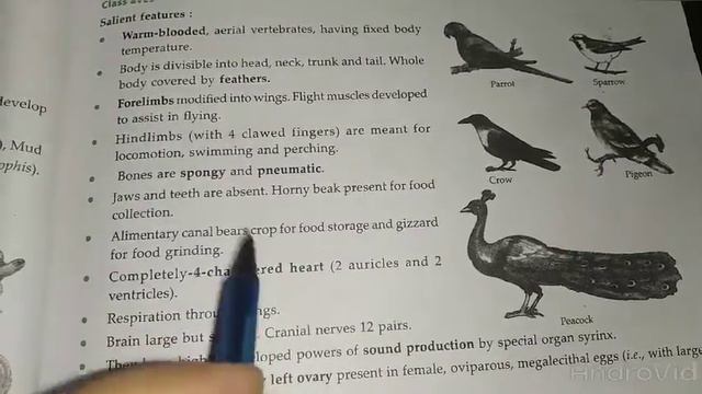 Class-9    (Chapter-3) Class Reptila, Aves And Mammalia