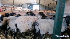 Баранчик 7 мес. вес 55 кг. Романовская порода