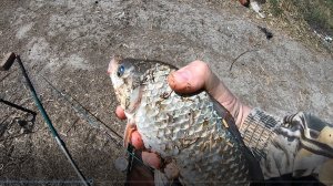 Очередная рыбалка. Карась на закидушку с кормушкой.