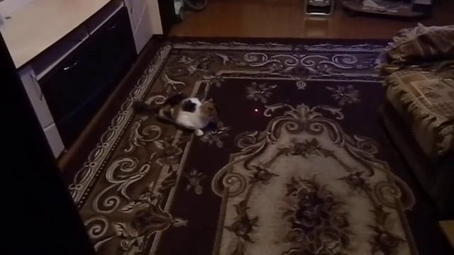 Бешеная кошка