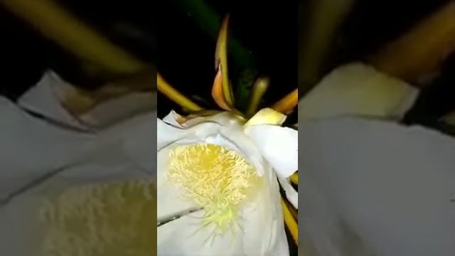 Selenicereus sp || Family - Cactaceae || Common name - dragon fruit смотреть онлайн