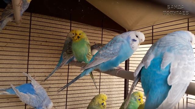 ? Учим попугая говорить. Урок 5.2: 