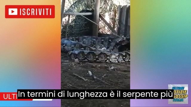 "Serpente Record Mondiale: Pitone Gigante Catturato in India!" VIDEO SHOCK! смотреть онлайн