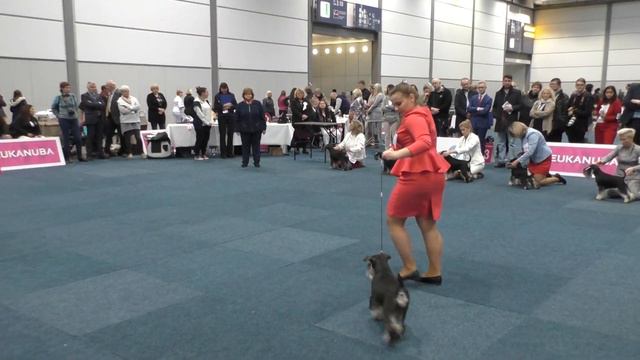 World Dog Show 2017.Miniature Schnauzer.Best of Breed смотреть онлайн
