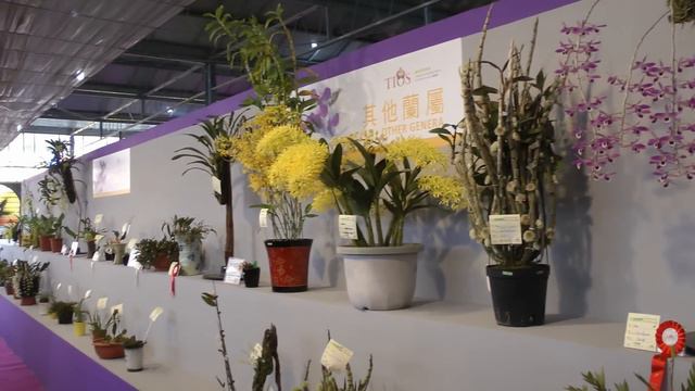 2015 臺灣國際蘭展(7) Taiwan Int'l Orchid Show.其他蘭 Other Genera.Full HD1080p смотреть онлайн