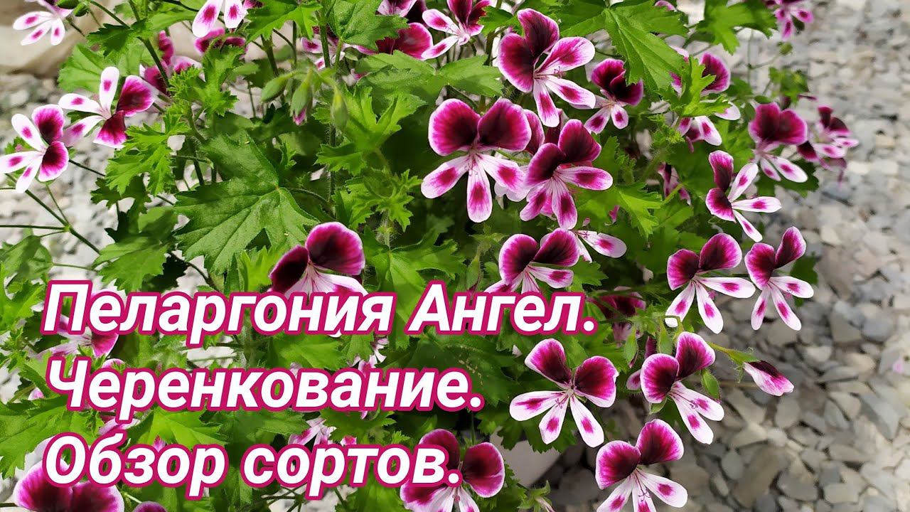 Черенкование пеларгонии Ангел. смотреть онлайн
