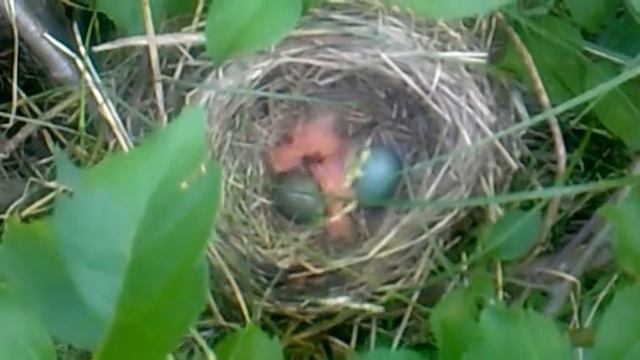 Птенцы вылупились из яиц смотреть онлайн