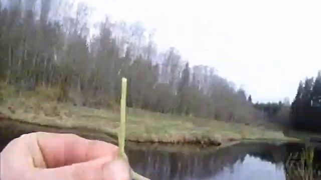 Осока,весной все едят траву смотреть онлайн