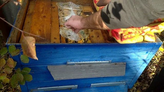 Готовлю пчел в зиму Количество корма в семье. Чем кормить пчел в зиму?