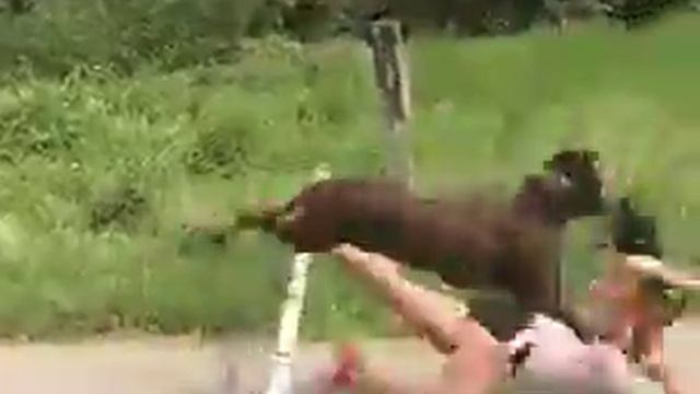 funny video смотреть онлайн