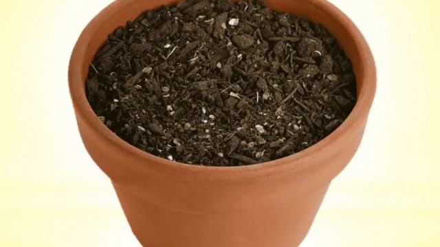 Литературная страничка: "Помидорное дерево" смотреть онлайн