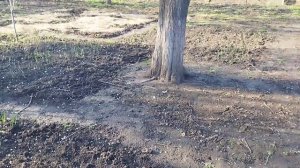 Абрикос ( жердела) есть поверие что когда цветет жердела ( абрикос) ждите заморзков так и есть