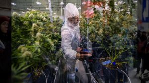 Канадис. Легализация