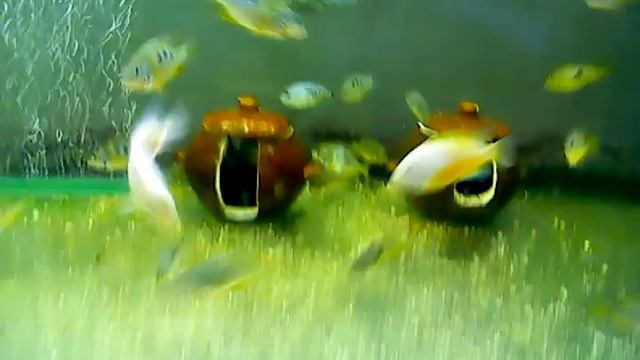 Цихлидник без грунта смотреть онлайн