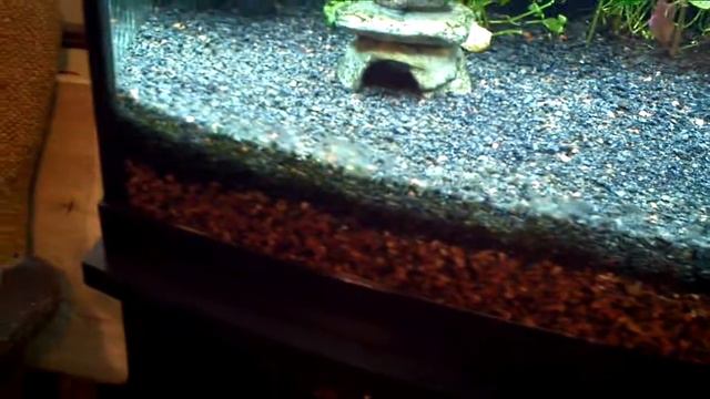 46 Gallon Bowfront Aquarium 12/14/2013 смотреть онлайн