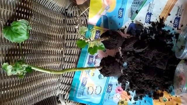 Спасение утопающих!Ошибки.Как развиваются растения в плохом грунте ? Что делать ?Грунт животворящий